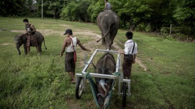 Kisah Pilu Gajah Berkursi Roda di Myanmar: Pengalaman Menyentuh