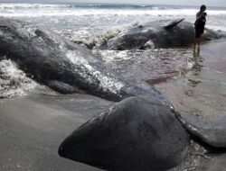 Pantai Jepang ‘Terkepung’ Paus: Dampak Gempa Rusia