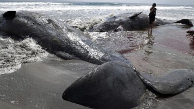 Pantai Jepang ‘Terkepung’ Paus: Dampak Gempa Rusia
