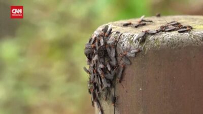 Warga Seoul Geram Akibat Serbuan Lovebugs Terkait Peningkatan Suhu