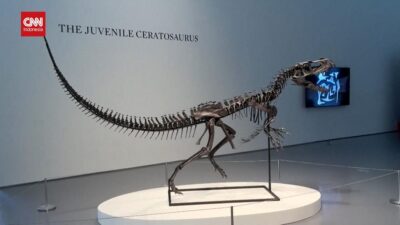 Fosil Ceratosaurus Langka Dilelang: Penawaran Hampir Rp100 Miliar