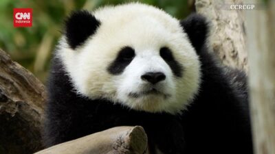 Keajaiban Melihat Dua Bayi Panda Menggemaskan di Konservasi China
