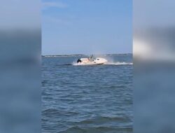 Paus Tewas Tertabrak Kapal di New Jersey AS: Kejadian Mengerikan