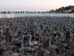Kisah Sukses Pasca Kekeringan: Danau Spanyol Dibanjiri Ribuan Flamingo
