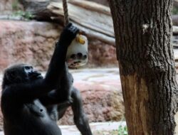 Hewan Bonbin Menikmati Makanan Beku di Tengah Panas