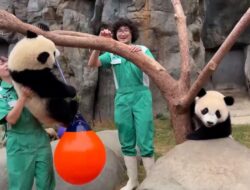 Hong Kong Siap Rayakan Ulang Tahun Pertama Panda Kembar