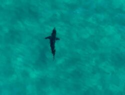 Spotting a Surfer’s Worst Nightmare in Australia: Shark Encounter