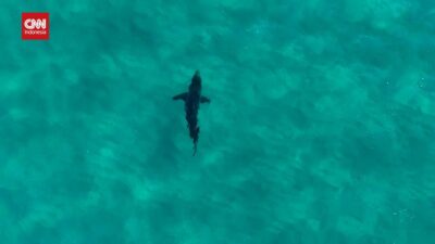 Spotting a Surfer’s Worst Nightmare in Australia: Shark Encounter
