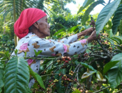 Panen Kopi Rakyat Gombengsari Banyuwangi: Harga Meningkat
