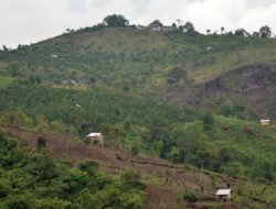 Dampak Deforestasi: 6.000 Orang Indonesia Tewas