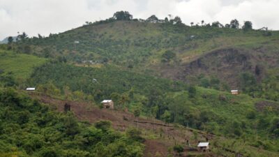 Dampak Deforestasi: 6.000 Orang Indonesia Tewas