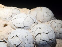 Fosil Telur Dinosaurus 86 Juta Tahun di China: Penemuan Terkini!