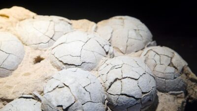 Fosil Telur Dinosaurus 86 Juta Tahun di China: Penemuan Terkini!