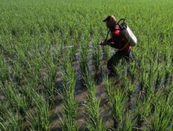 Prediksi Musim Hujan BMKG: Cara Petani Percepat Tanam