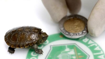 Penampakan Kura-kura Terkecil Dunia di Meksiko