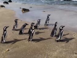 Pengumuman Pelepasan Sembilan Penguin Magellan di Pesisir Chile